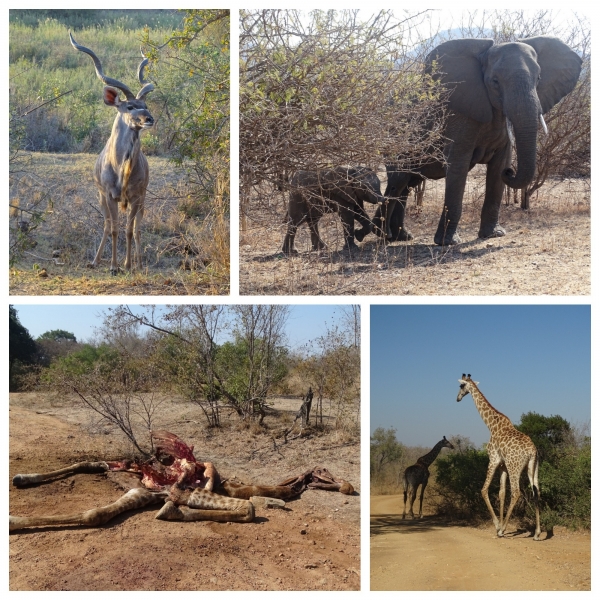 Kruger Park Kruger Park