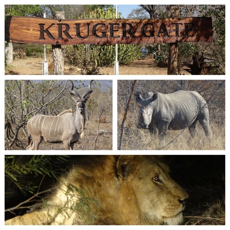 collage 1000 Kruger National Park
