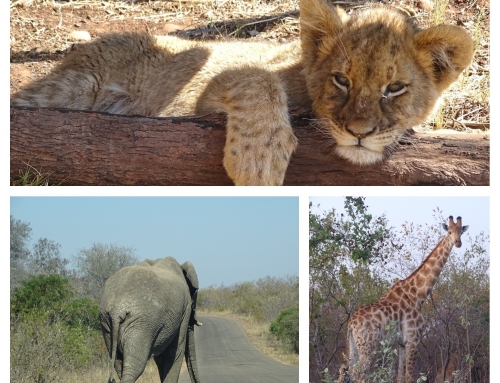 De ultieme rondreis door Zuid-Afrika