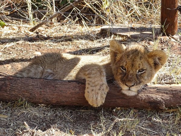 Rondreis Zuid-Afrika