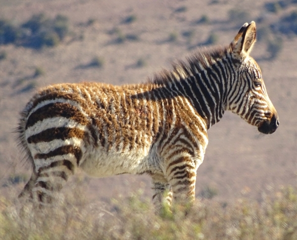 Zebra Rondreis Zuid-Arika