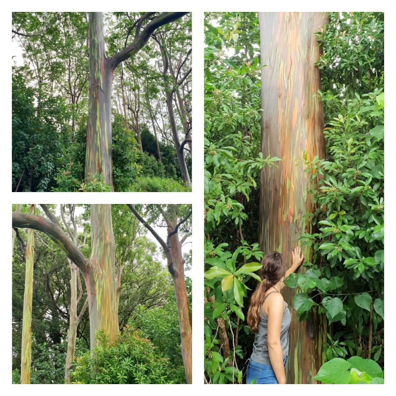 Eucalyptus Trees Eucalyptus Trees tijdens Road to Hana