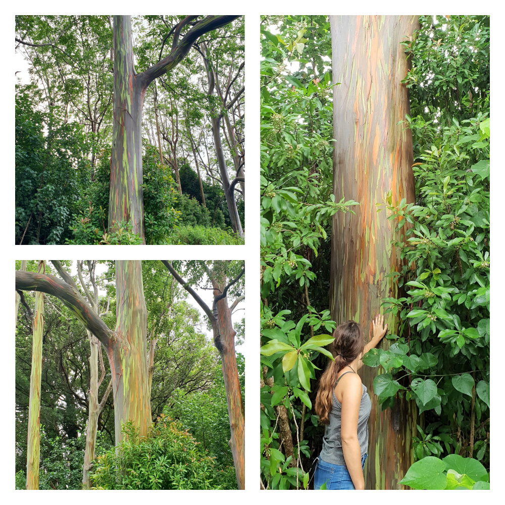 Eucalyptus Trees tijdens Road to Hana