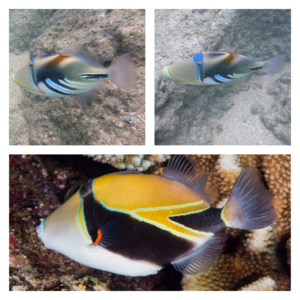 Humuhumunukunukuapua’a