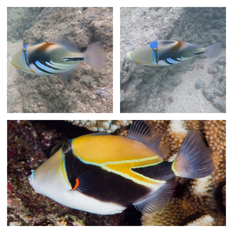 Humuhumunukunukuapua’a