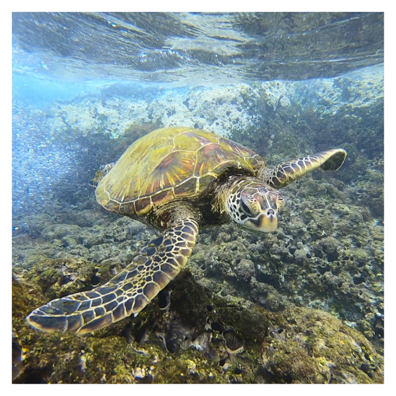 Zwemmen met schildpadden